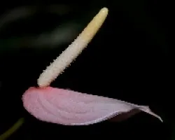 anturio