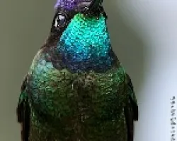 Magnificent Hummingbird