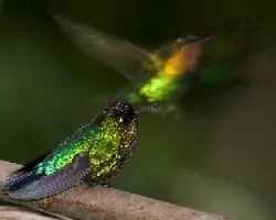 Fiery-throated Hummingbird