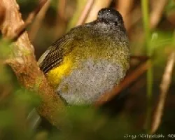 Black and yellow Silky-Flycatcher male
