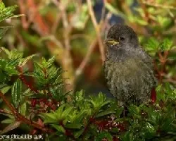 pajarillo