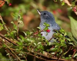 Slaty Flowerpiercer