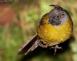 Black and yellow Silky-Flycatcher female