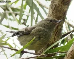Slaty Flowerpiercer