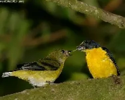 Yellow-throated Euphonia macho y hembra