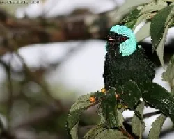 Scarlet-thighed Dacnis macho