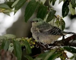 Scarlet-thighed Dacnis hembra
