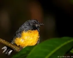 Slate-throated Redstart