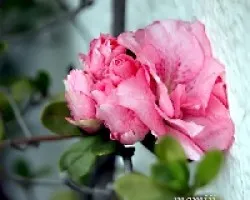 azaleas