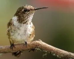 Scintillant Hummingbird Selasphorus scintilla