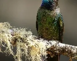 Eugenes fulgens