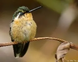 Purple-throated Mountain-gem hembra