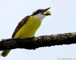 Great Kiskadee