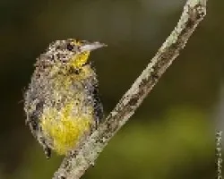 Zacatera juvenil