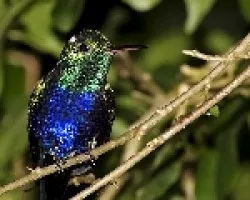 Violet-bellied Hummingbird