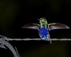 Violet-bellied Hummingbird
