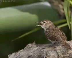 House Wren