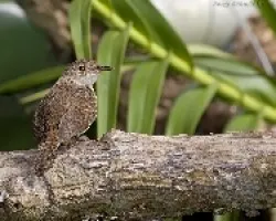 House Wren