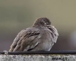 paloma