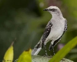 Tropical mockingbird