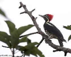 Lineated Woodpecker female