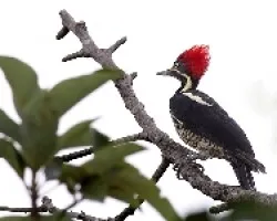 Lineated Woodpecker female