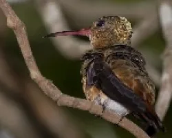 Cinnamon Hummingbird
