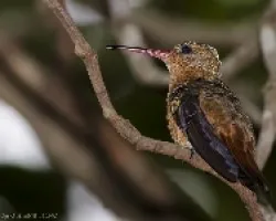 Cinnamon Hummingbird