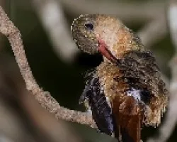 Cinnamon Hummingbird