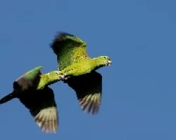 Amazona auropalliata