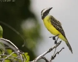 Social Flycatcher