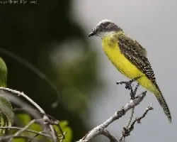 Social Flycatcher