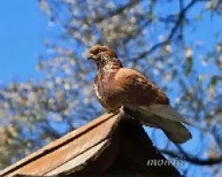 paloma
