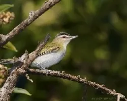 Red-eyed Vireo