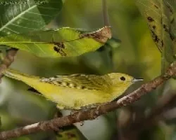 Yellow Warbler