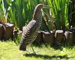 garza