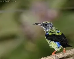 Red-legged Honeycreeper 