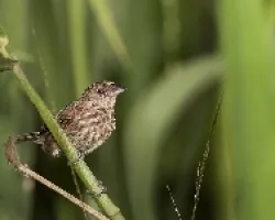 Blue-black Grassquit  hembra