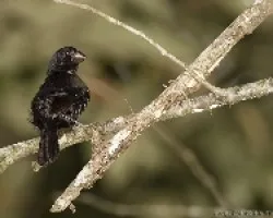 Blue-black Grassquit macho