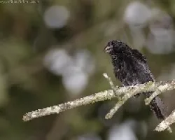 Blue-black Grassquit macho