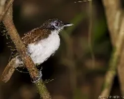 Hormiguero bicolor (bicolored antbird)