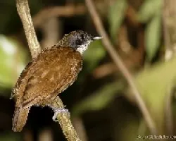 Hormiguero bicolor (bicolored antbird)