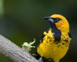 Spot-breasted Oriole (Icterus pectoralis)