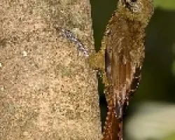 Tawny-winged Woodcreeper