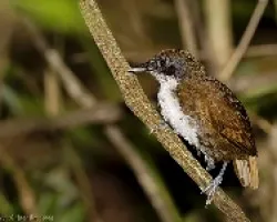 Bicolored Antbird (Gymnopithys leucaspis