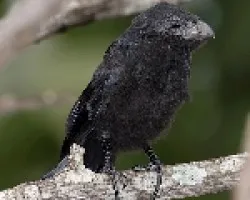 Groove-billed Ani juvenil