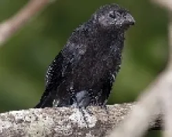 Groove-billed Ani juvenil