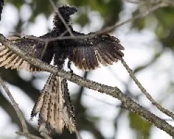 Groove-billed Ani
