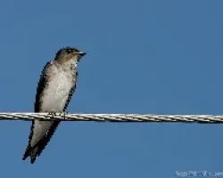 Gray-breasted Martin -- Progne chalybea
