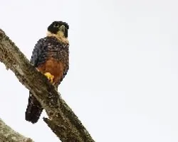 Bat Falcon